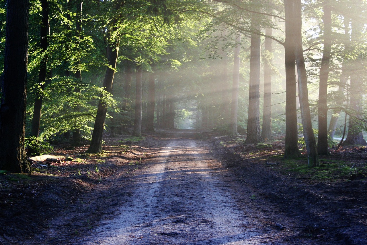 A forest path with forests and a sun shining